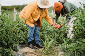 harvest